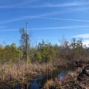 Photo of SOLD!! 142.05 Acres of Hunting Land For Sale in Camden County NC!