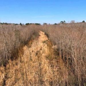 Photo of SOLD!! 142.05 Acres of Hunting Land For Sale in Camden County NC!