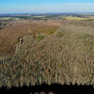 Photo of SOLD!! 142.05 Acres of Hunting Land For Sale in Camden County NC!