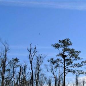 Photo of SOLD!! 142.05 Acres of Hunting Land For Sale in Camden County NC!