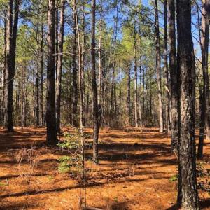 Photo of UNDER CONTRACT!!  10.02 Acres of Residential Land For Sale in Lee County NC!