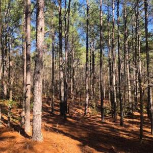 Photo of UNDER CONTRACT!!  10.02 Acres of Residential Land For Sale in Lee County NC!