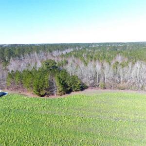 Photo of SOLD!!  45.13 Acres of Timber and Hunting Land For Sale in Columbus County NC!
