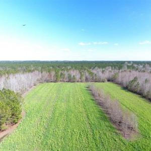 Photo of SOLD!!  45.13 Acres of Timber and Hunting Land For Sale in Columbus County NC!
