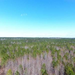 Photo of SOLD!!  45.13 Acres of Timber and Hunting Land For Sale in Columbus County NC!