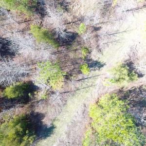 Photo of SOLD!!  45.13 Acres of Timber and Hunting Land For Sale in Columbus County NC!