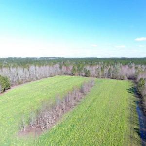 Photo of SOLD!!  45.13 Acres of Timber and Hunting Land For Sale in Columbus County NC!