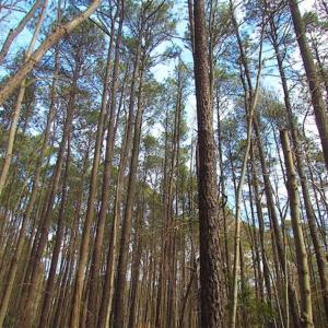Photo of SOLD!!  0.6 Acre Residential Lot For Sale in Isle of Wight County VA!