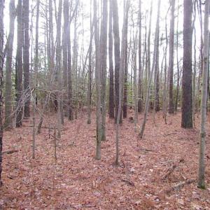 Photo of SOLD!!  0.6 Acre Residential Lot For Sale in Isle of Wight County VA!