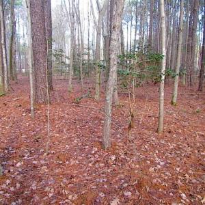 Photo of SOLD!!  0.6 Acre Residential Lot For Sale in Isle of Wight County VA!