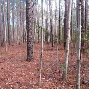 Photo of SOLD!!  0.6 Acre Residential Lot For Sale in Isle of Wight County VA!