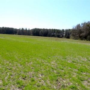 Photo of SOLD!!  67 Acres of Farm and Timber Land For Sale in Robeson County NC!