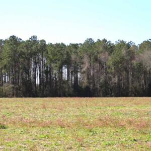 Photo of SOLD!!  67 Acres of Farm and Timber Land For Sale in Robeson County NC!