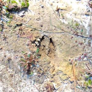 Photo of SOLD!!  67 Acres of Farm and Timber Land For Sale in Robeson County NC!