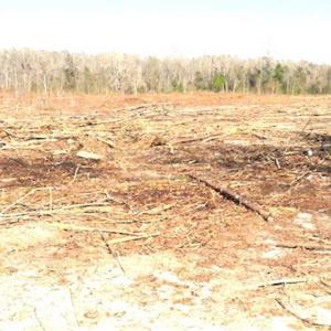 Photo of SOLD!!  44.73 Acres of Hunting and Residential Land For Sale in Columbus County NC!