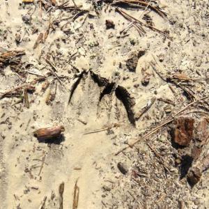 Photo of SOLD!!  44.73 Acres of Hunting and Residential Land For Sale in Columbus County NC!