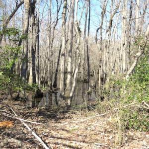 Photo of SOLD!!  44.73 Acres of Hunting and Residential Land For Sale in Columbus County NC!