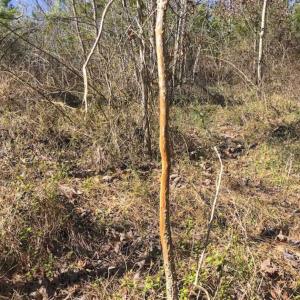 Photo of SOLD!!  32.19 Acres of Farm Land For Sale in Granville County NC!