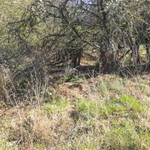 Photo of SOLD!!  32.19 Acres of Farm Land For Sale in Granville County NC!