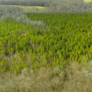 Photo of UNDER CONTRACT!!  137.93 Acres of Investment Timber Land for Sale in Person County  NC!