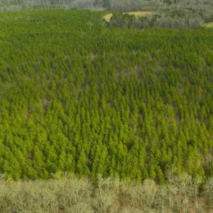 Photo of UNDER CONTRACT!!  137.93 Acres of Investment Timber Land for Sale in Person County  NC!