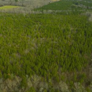 Photo of UNDER CONTRACT!!  137.93 Acres of Investment Timber Land for Sale in Person County  NC!