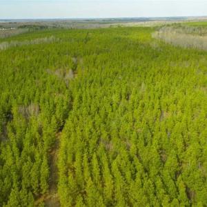 Photo of UNDER CONTRACT!!  137.93 Acres of Investment Timber Land for Sale in Person County  NC!