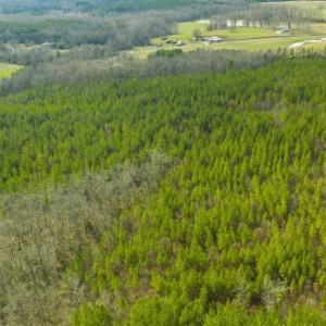 Photo of UNDER CONTRACT!!  137.93 Acres of Investment Timber Land for Sale in Person County  NC!