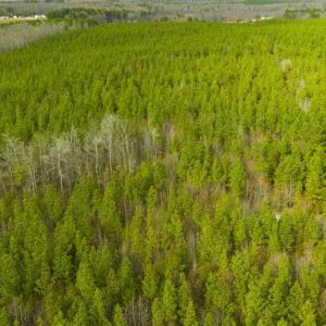 Photo of UNDER CONTRACT!!  137.93 Acres of Investment Timber Land for Sale in Person County  NC!