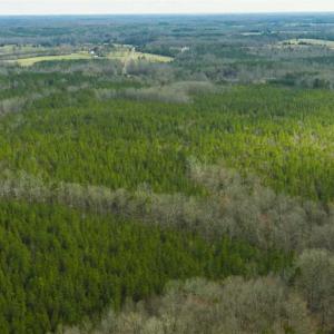 Photo of UNDER CONTRACT!!  137.93 Acres of Investment Timber Land for Sale in Person County  NC!
