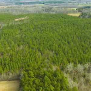 Photo of UNDER CONTRACT!!  137.93 Acres of Investment Timber Land for Sale in Person County  NC!