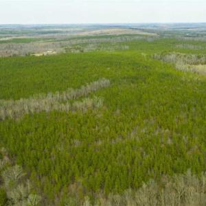 Photo of UNDER CONTRACT!!  137.93 Acres of Investment Timber Land for Sale in Person County  NC!