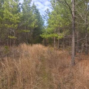 Photo of UNDER CONTRACT!!  137.93 Acres of Investment Timber Land for Sale in Person County  NC!