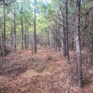 Photo of UNDER CONTRACT!!  137.93 Acres of Investment Timber Land for Sale in Person County  NC!