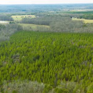 Photo of UNDER CONTRACT!!  137.93 Acres of Investment Timber Land for Sale in Person County  NC!
