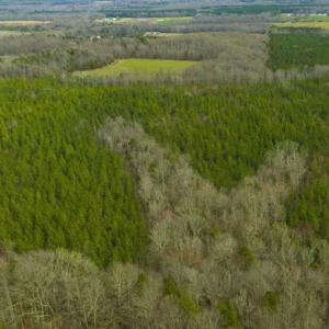 Photo of UNDER CONTRACT!!  137.93 Acres of Investment Timber Land for Sale in Person County  NC!