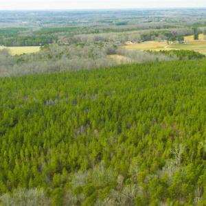 Photo of UNDER CONTRACT!!  137.93 Acres of Investment Timber Land for Sale in Person County  NC!
