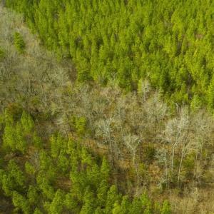 Photo of UNDER CONTRACT!!  137.93 Acres of Investment Timber Land for Sale in Person County  NC!