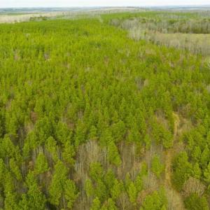 Photo of UNDER CONTRACT!!  137.93 Acres of Investment Timber Land for Sale in Person County  NC!