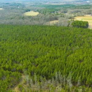Photo of UNDER CONTRACT!!  137.93 Acres of Investment Timber Land for Sale in Person County  NC!
