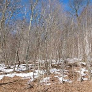Photo of 3 Acres of Residential Land for Sale in Grayson County VA!