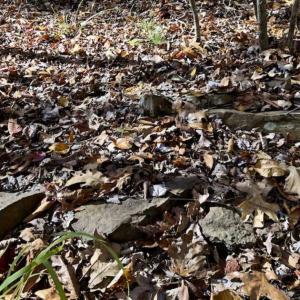 Photo of SOLD!!  5 Acres of Residential and Hunting Land For Sale in Moore County NC!