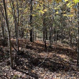 Photo of SOLD!!  5 Acres of Residential and Hunting Land For Sale in Moore County NC!