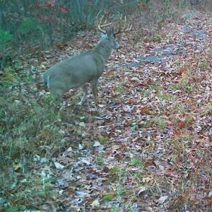 Photo of SOLD!!  74 Acres of Hunting and Recreational Land For Sale in Bland County VA!