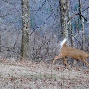 Photo of SOLD!!  74 Acres of Hunting and Recreational Land For Sale in Bland County VA!