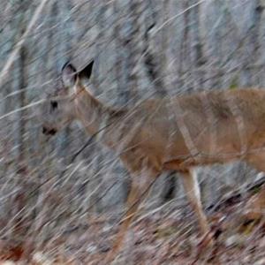 Photo of SOLD!!  74 Acres of Hunting and Recreational Land For Sale in Bland County VA!