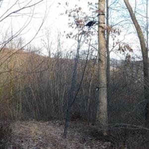 Photo of SOLD!!  74 Acres of Hunting and Recreational Land For Sale in Bland County VA!
