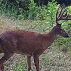 Photo of SOLD!!  74 Acres of Hunting and Recreational Land For Sale in Bland County VA!