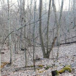 Photo of SOLD!!  74 Acres of Hunting and Recreational Land For Sale in Bland County VA!