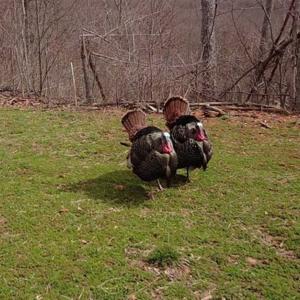 Photo of SOLD!!  74 Acres of Hunting and Recreational Land For Sale in Bland County VA!
